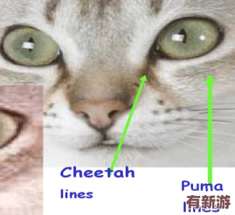 色貓貓視頻站：一個匯聚多樣化內(nèi)容的平臺-帶你領(lǐng)略豐富的視覺體驗與創(chuàng)意表達