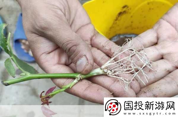 扦插過程視頻：1.扦插技巧詳解：從土壤選擇到生根方法