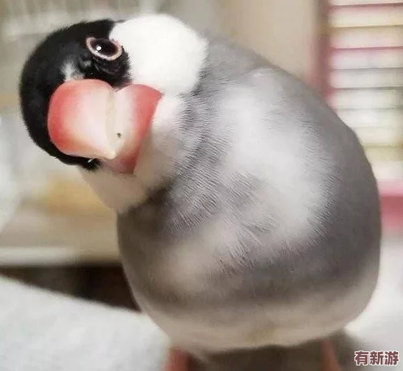 咕啾文鳥戀愛物語：高效進(jìn)階秘籍-新手速通成長與升級(jí)全攻略