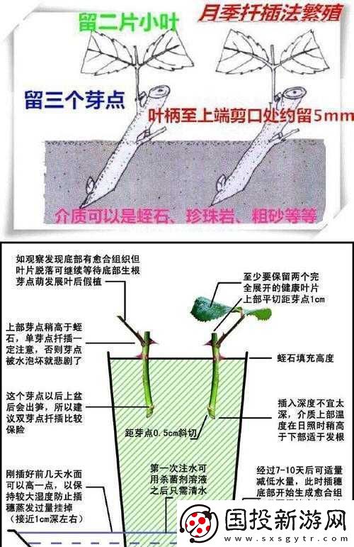 韓式-72-種扦插方式：實(shí)用技巧全解析
