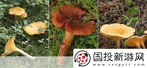 老牛嫩草一二三產(chǎn)品區(qū)別蘑菇視頻