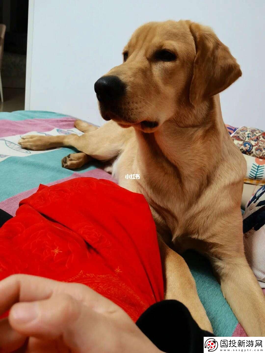 “狗老公”帶“拉婆婆”一起貼吧-網(wǎng)民熱議：幽默背后藏著科技新潮流！