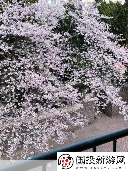 請用你的手打擾我櫻花