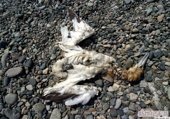 探索寵物石頭的隱秘弱點(diǎn)