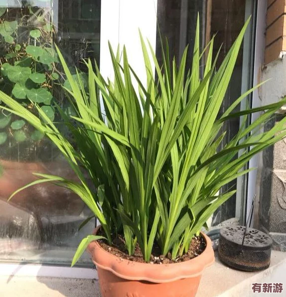 地下城與勇士蘭總套裝