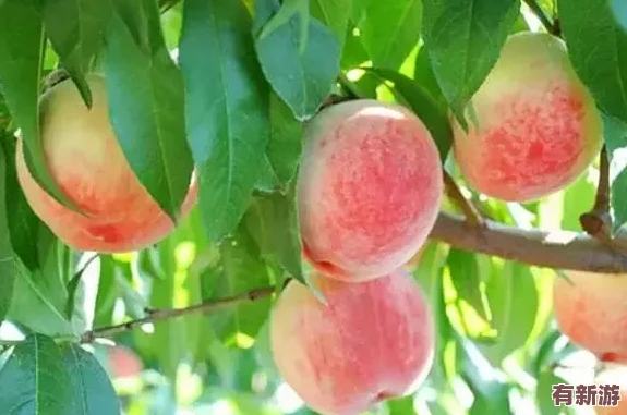 理解桃子傳媒劇國產(chǎn)mv的特點(diǎn)及其在當(dāng)代文化中的影響與表現(xiàn)形式