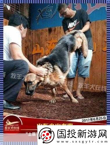 狗配人怎樣配-1.-狗與人：完美搭配的秘密！