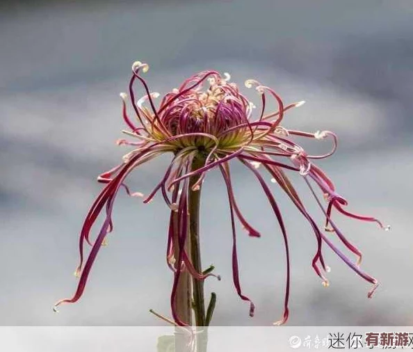 錯一道題在菊花里放一支筆-勇敢面對錯誤-才能收獲成長與進步