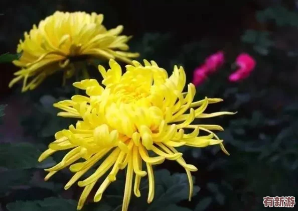 錯一道題在菊花里放一支筆