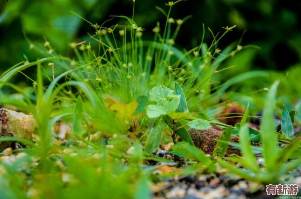 嫩葉草秘密秘-入口的神奇世界與奧秘之旅