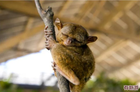 雛鳥(niǎo)幼兒小學(xué)生張婉瑩暑假作業(yè)-因創(chuàng)意十足獲校內(nèi)表彰-引發(fā)家長(zhǎng)熱議與關(guān)注