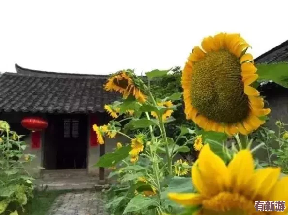 草莓絲瓜向日葵