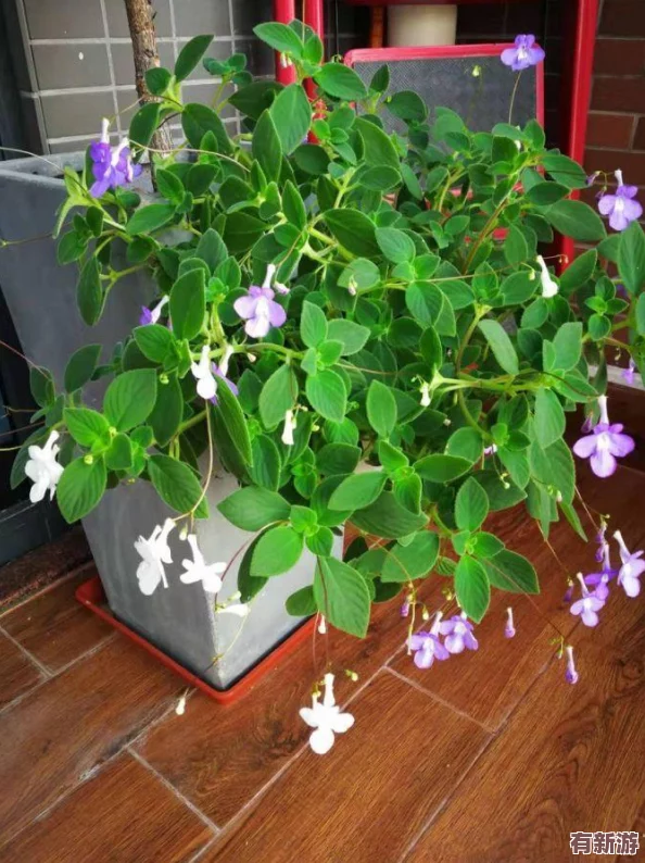 海角媽媽綠意盎然：網(wǎng)友稱贊“這片綠意讓人心曠神怡-仿佛置身于世外桃源！”