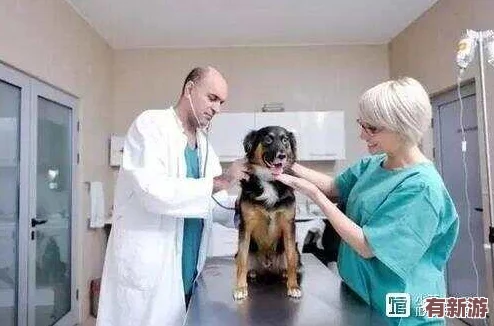 美國人與動物黏合劑配方有幾種-千篇一律毫無新意