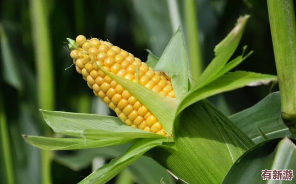 亞洲一線產(chǎn)區(qū)二線產(chǎn)區(qū)區(qū)黃-全球氣候變化影響下的農(nóng)作物生產(chǎn)面臨新挑戰(zhàn)