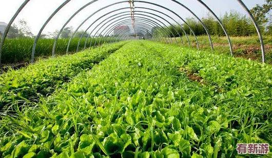 亞洲一線產(chǎn)區(qū)二線產(chǎn)區(qū)區(qū)黃