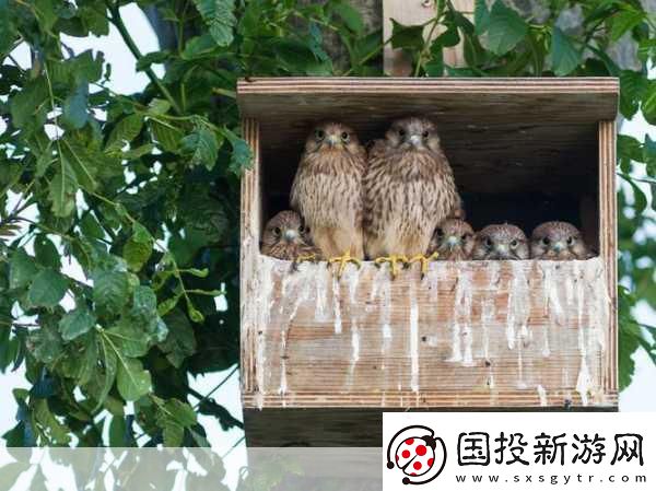Mama-Hawk翱翔天際-化身鷹媽媽主宰藍(lán)天！