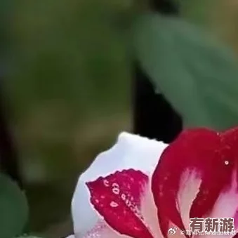 紅桃視頻.51.COm-用正能量點(diǎn)亮生活-讓每一天都充滿陽光和希望