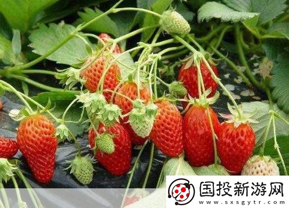 草莓my.1688：當然可以！