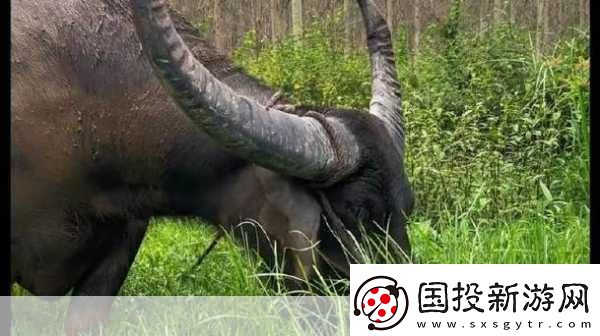 水牛影院：1.水牛影院：沉浸式觀影體驗(yàn)的新時(shí)代