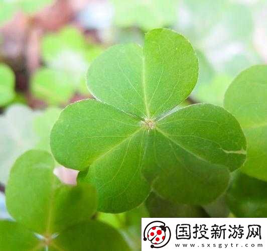 三葉草-gw4334：神奇植物的獨(dú)特魅力