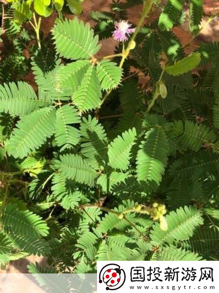 含羞草實驗室隱藏路線