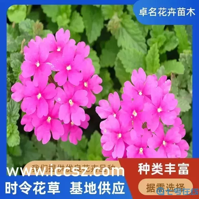 永久老夫子精品傳媒：傳承經(jīng)典-創(chuàng)新未來(lái)