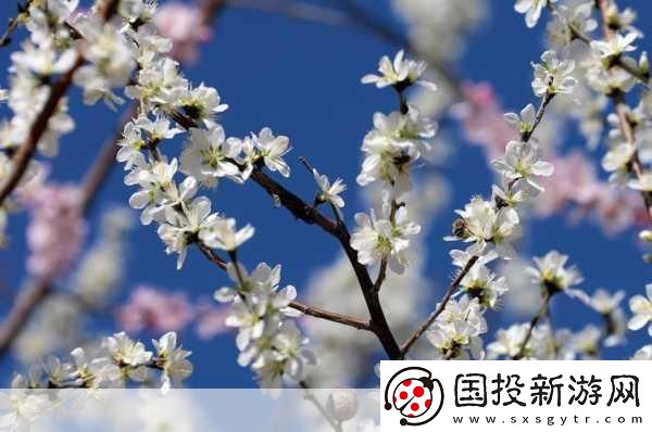 桃花社區(qū)：探索真實(shí)人際關(guān)系的在線平臺
