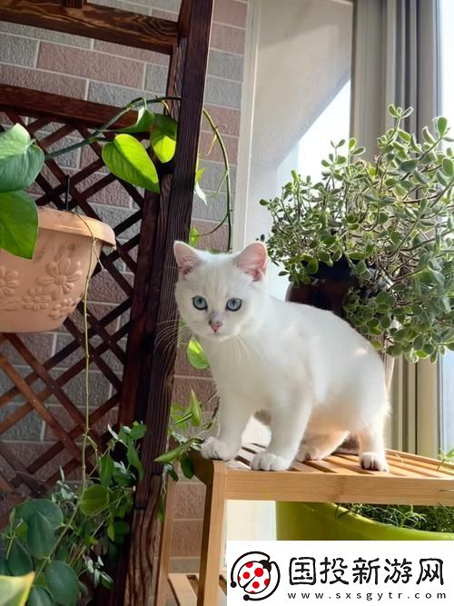 喵星人的秘密花園：誤入繁花似錦的科技叢林