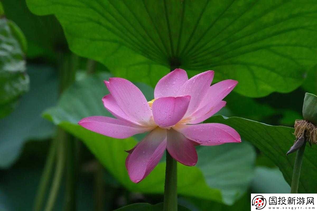 女人半夜蓮花開(kāi)指什么：一種隱晦的表達(dá)