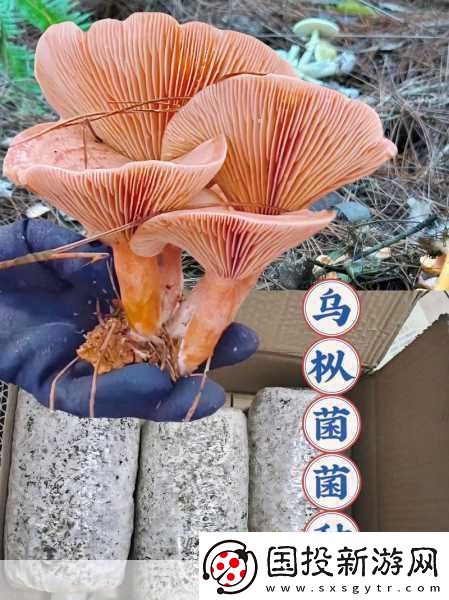 料理次元2017年度數(shù)據(jù)盛宴-你的味蕾冒險全記錄！