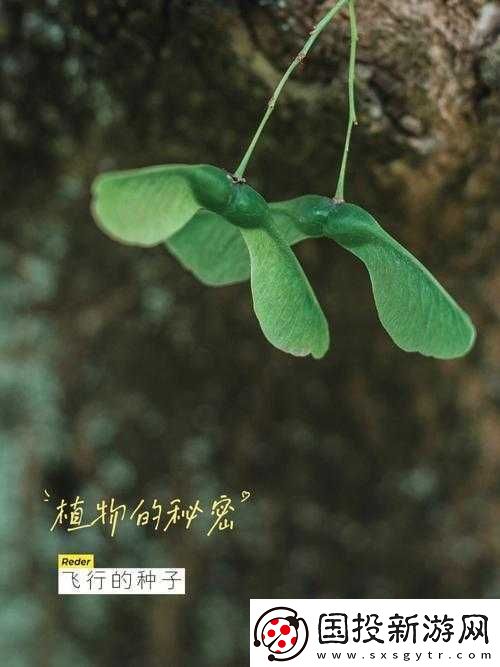 三葉草-gw4334：神奇植物的秘密