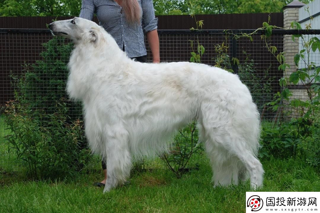 “俄羅斯宗教狗”傳奇：匠心獨(dú)運(yùn)-科幻世界里的另類紅