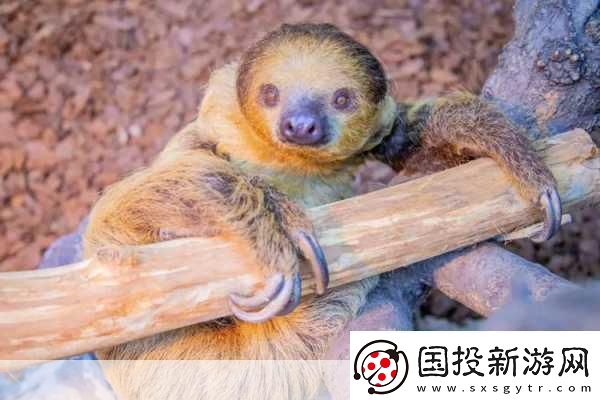 動(dòng)物朋友大觀園新情報(bào)曝光萌寵世界等你探索！