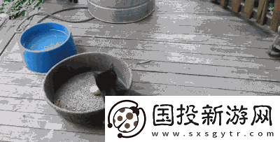 求貓咪最新地域名：探索貓咪地域分布新動態(tài)