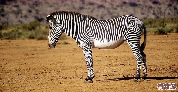 嫩草精品：新興品牌如何在市場中脫穎而出-吸引年輕消費(fèi)者的關(guān)注與喜愛