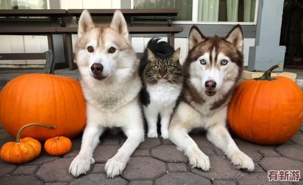 貓咪www最新地域網(wǎng)名怎么取