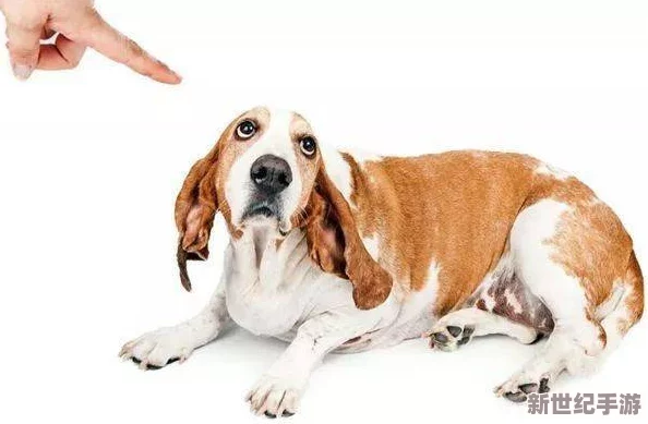 人狗膠配方大全狗狗一天-風(fēng)雨同舟共渡難