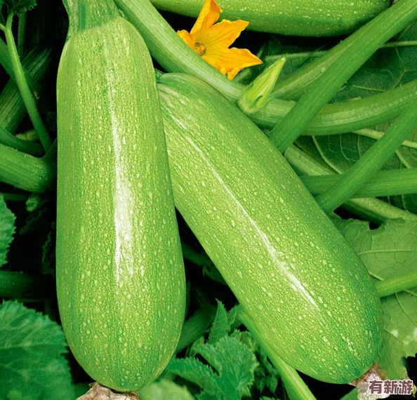 草莓絲瓜芭樂鴨脖翡翠手鐲