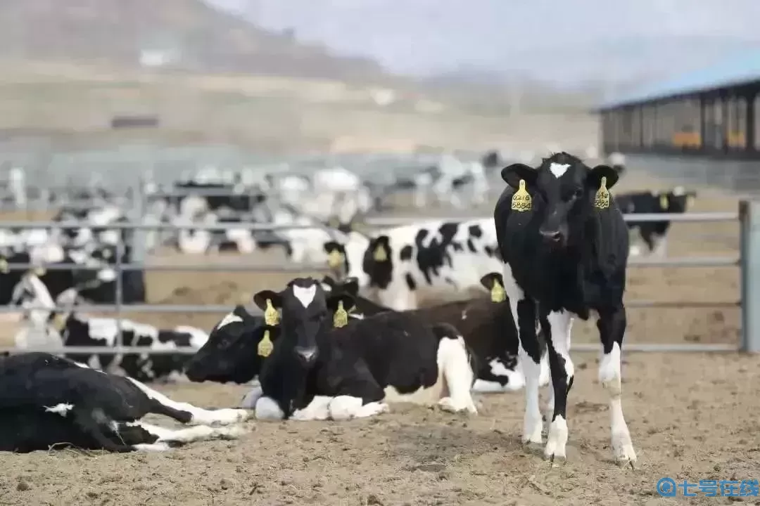 我的農(nóng)場里有奶牛用英語怎么說