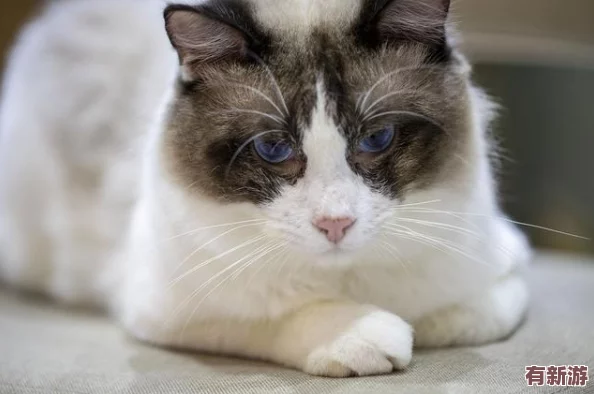 貓咪成人地域網名怎么取