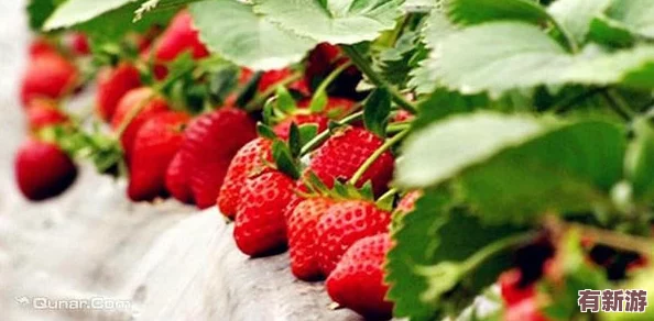 草莓視頻成人版：暢享高清福利視頻-滿足你的視覺(jué)盛宴與私密需求-讓你體驗(yàn)不一樣的娛樂(lè)世界！