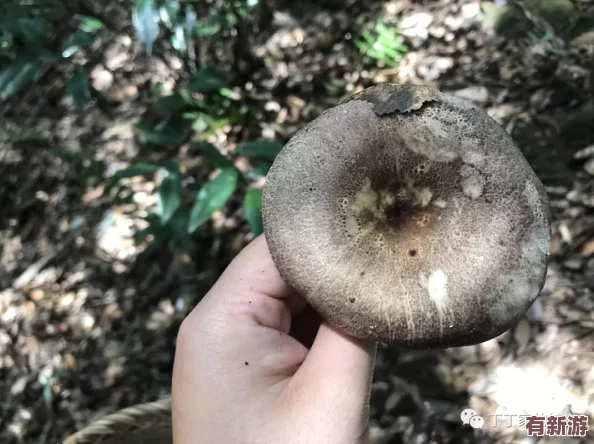 17c555黑料蘑菇-口感獨(dú)特的美食體驗(yàn)-讓你欲罷不能的絕佳選擇！