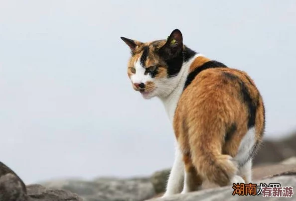 貓咪成人地域網(wǎng)名怎么取-教你創(chuàng)意十足的命名技巧與靈感來(lái)源！