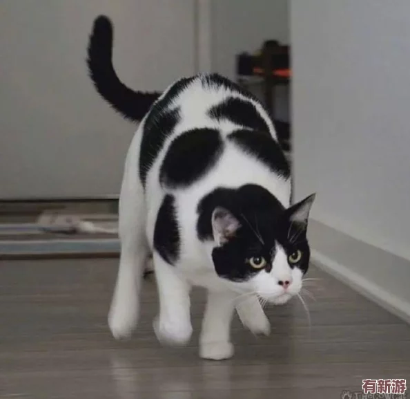 男女拔蘿卜原聲不帶歌詞沒有馬賽克