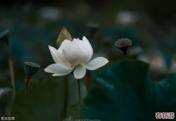 天堂榮耀8月28日震撼啟航-獨(dú)家新服盛宴：限時獲取絕版神器-秒怪升級暢享無上榮耀！