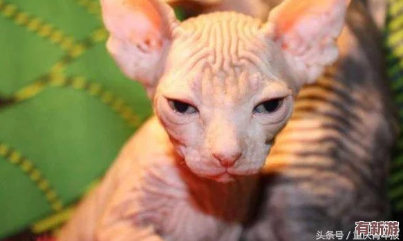 免費拔蘿卜直播：傳遞快樂與收獲-賺錢也是一種成就