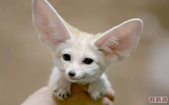 yuzukitty柚子貓的作品特點：充滿創(chuàng)意與活力-傳遞溫暖正能量