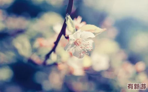 坤坤寒入桃子里嗟嗟嗟-感受初春的溫暖與甜蜜-帶你領(lǐng)略桃花盛開的美麗景象與心靈的寧靜