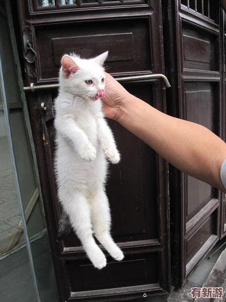 yuzukitty柚子貓的作品特點